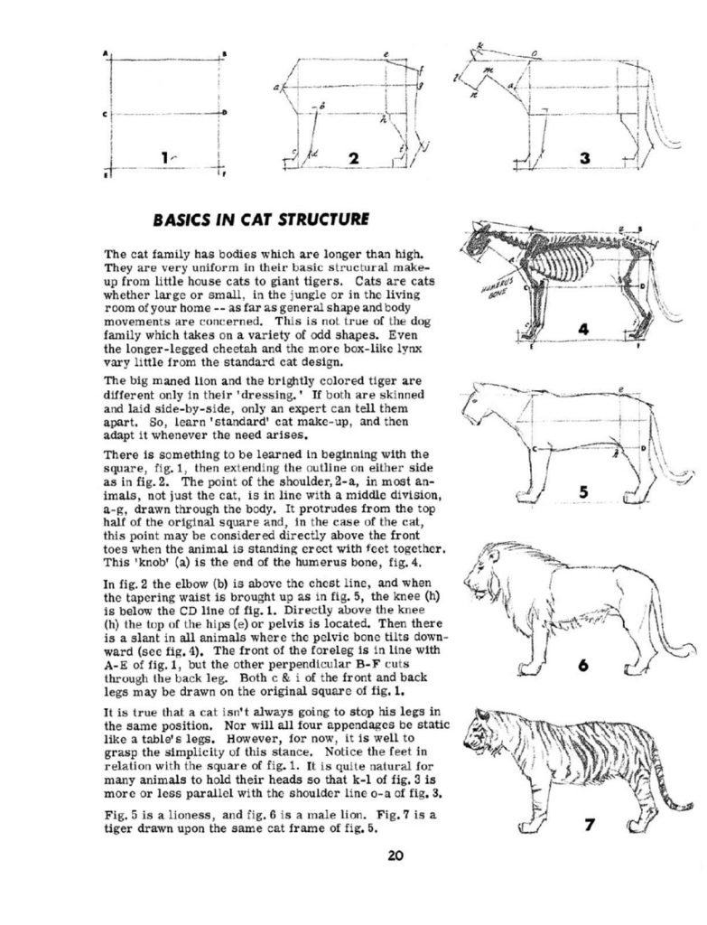 动物素描 (3)