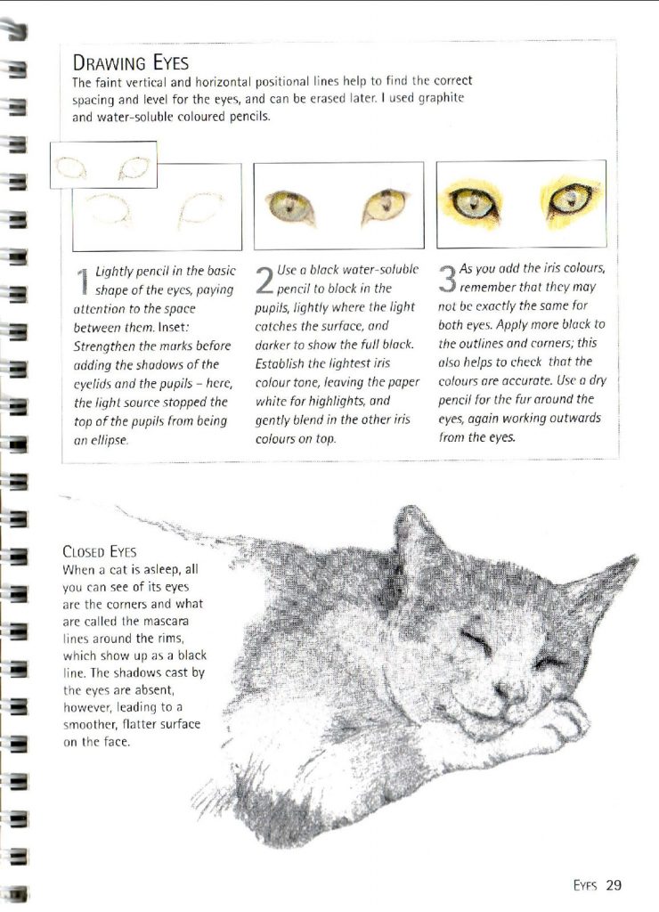 如何画猫 (4)