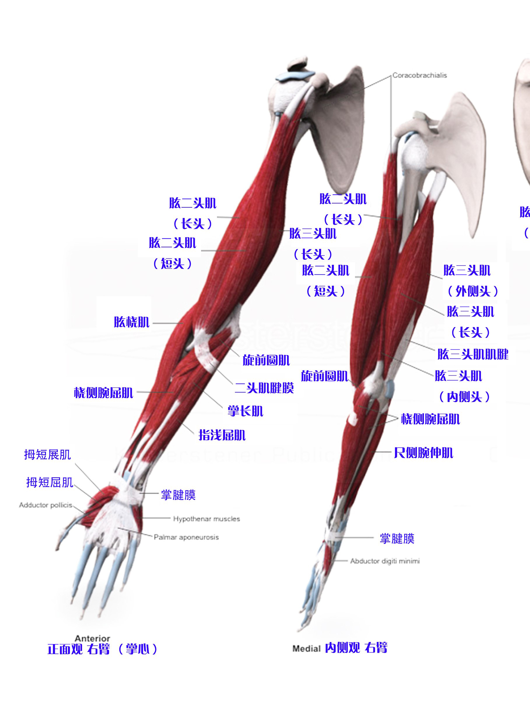 第005期：认识你的肌肉之上肢肌：上肢带肌（肩带肌）