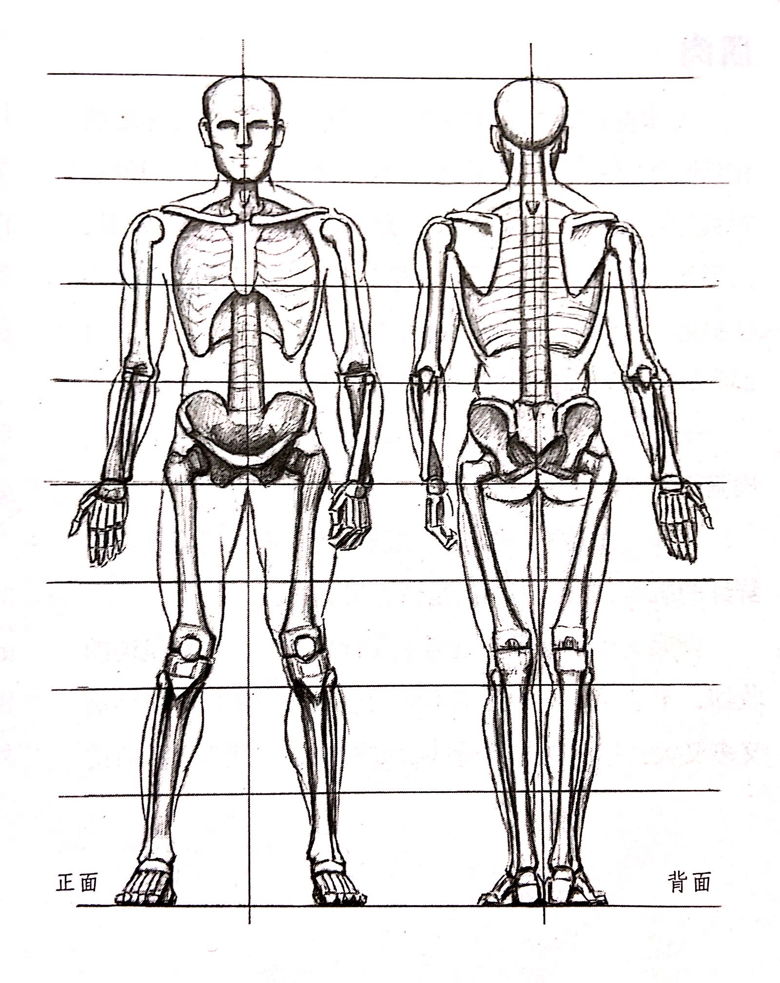 【人体解剖学图集电脑版下载2022】人体解剖学图集 PC端最新版「含模拟器」
