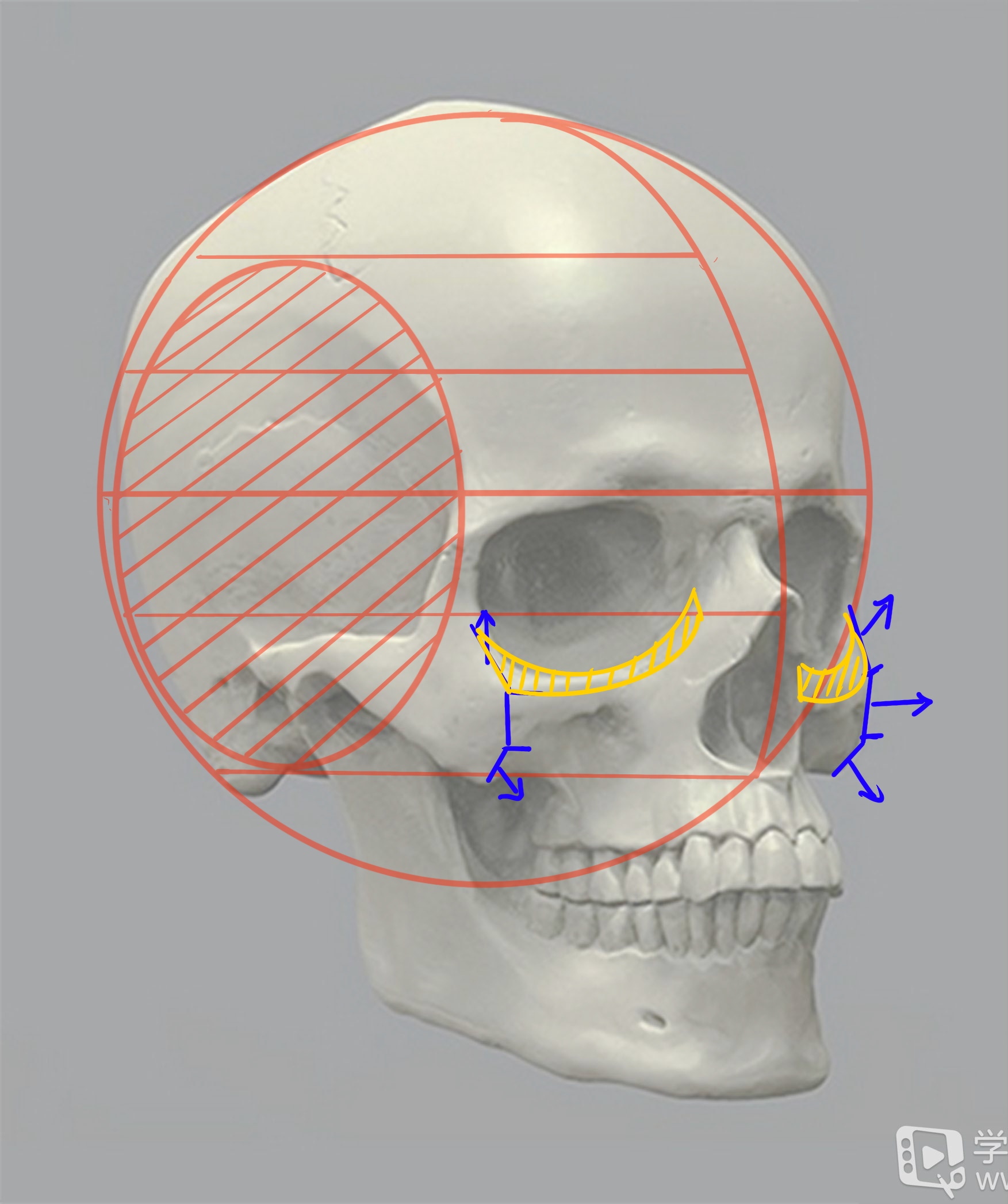 影像解剖超全详解丨一文读懂颅骨解剖 - 头骨高清结构图 - 实验室设备网
