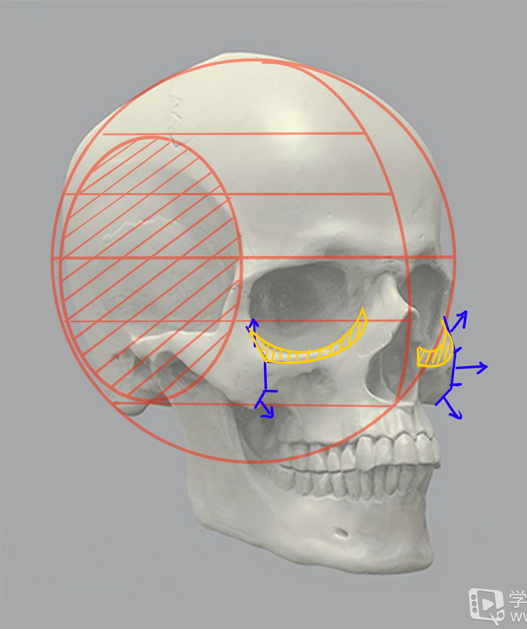 坚持学画：人体结构之头部骨骼详解 - 知乎